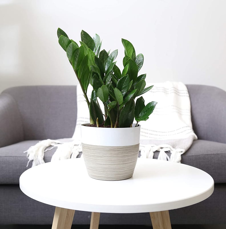 Bold Greenery: Costa Farms ZZ Zamioculcas Zamiifolia