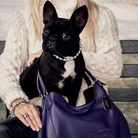 Lady Gaga's Dog in Coach Campaign