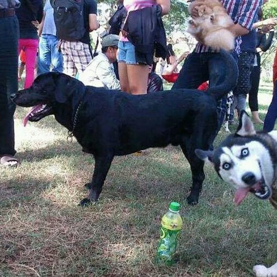 Animal Photobombs