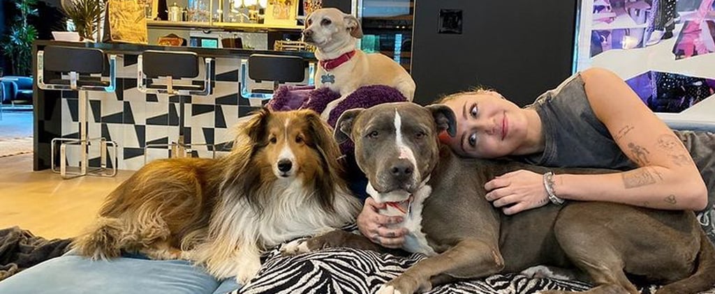 How Many Dogs Does Miley Cyrus Have?