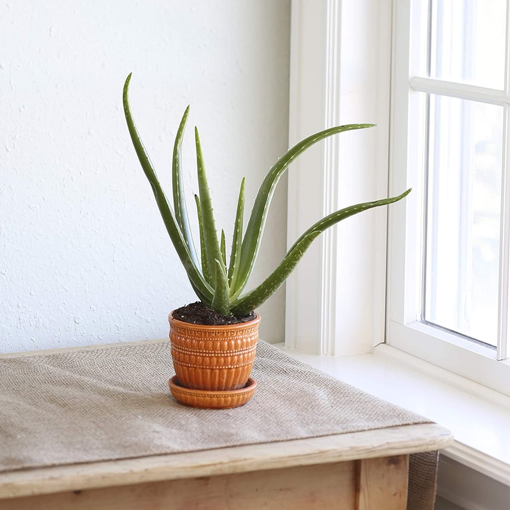 Aloe Vera Plant