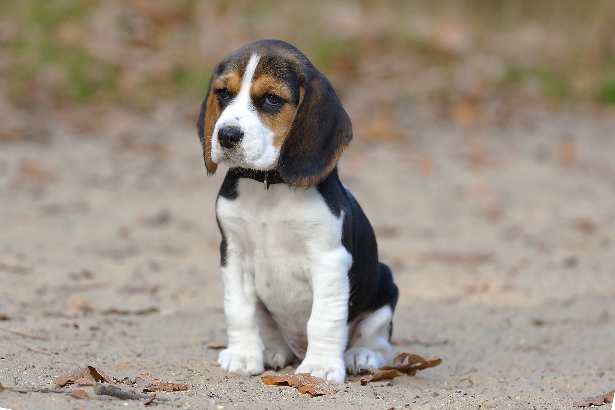 Cutest Pictures Of Beagles Popsugar Pets