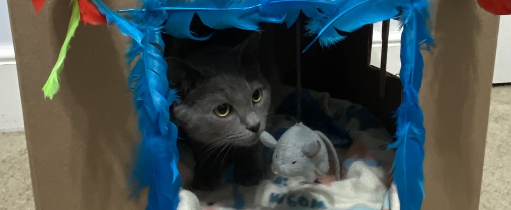 How to Make a DIY Cat Playhouse