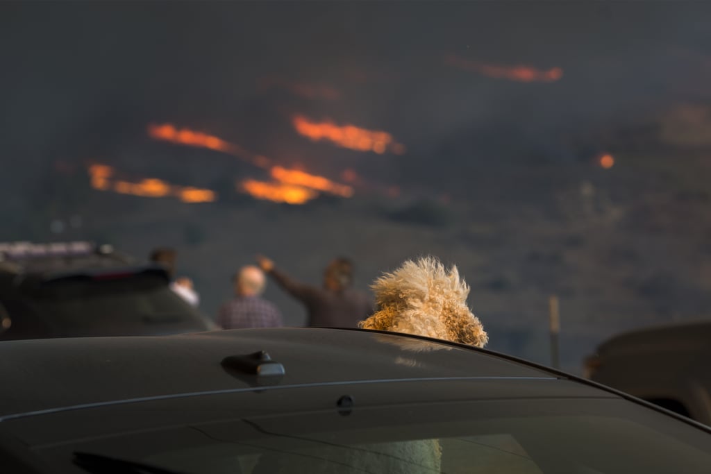 Animals Being Rescued From California Wildfires Nov. 2018