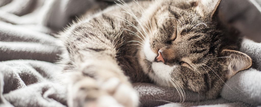 Do Cats Get Colds?