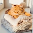 Your Cat Isn't Lying on Your Laundry Just to Cover It in Fur — It's a Sign of Love!