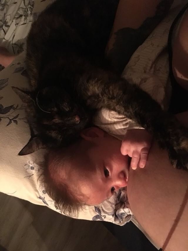 Every tiny baby needs a kitty hug once in a while.