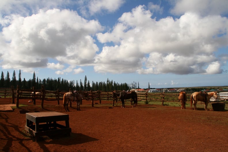 Horseback riding