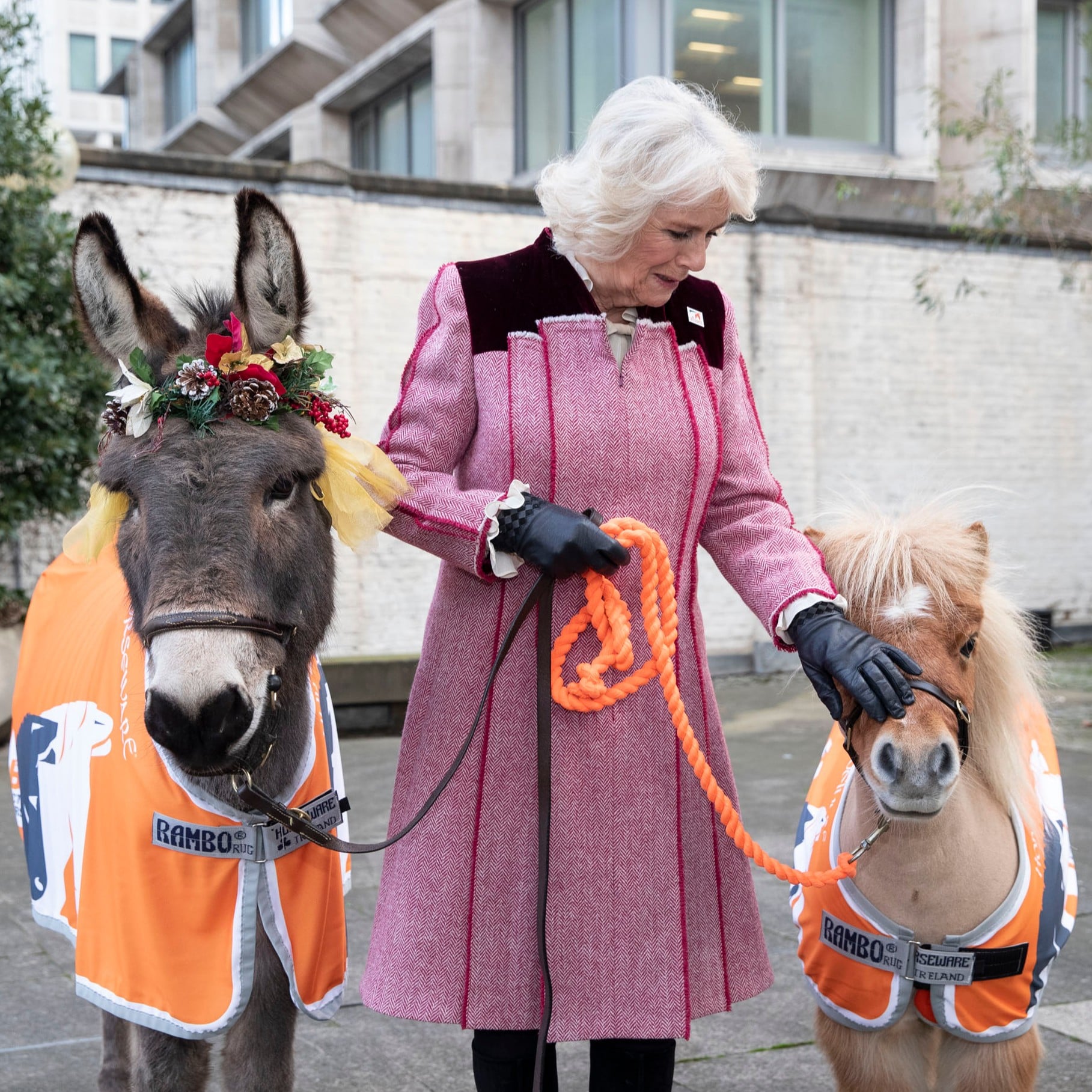Brooke Donkey Charity Christmas Cards