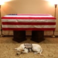This Photo of George H.W. Bush's Service Dog Lying in Front of His Casket Will Break You