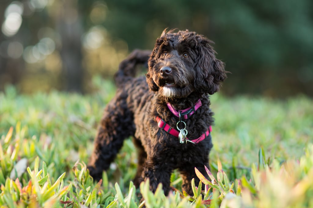 Cute Pictures of Labradoodles