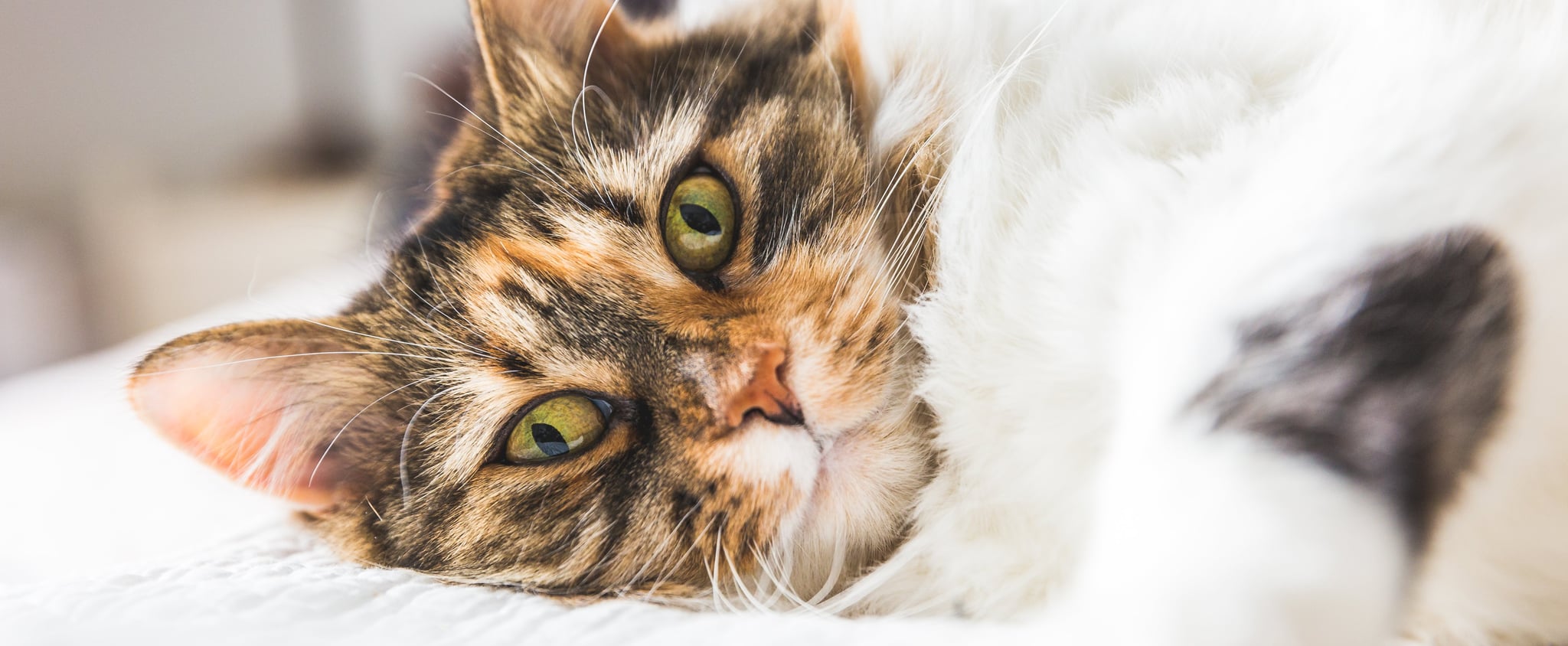 homemade cat bath wipes