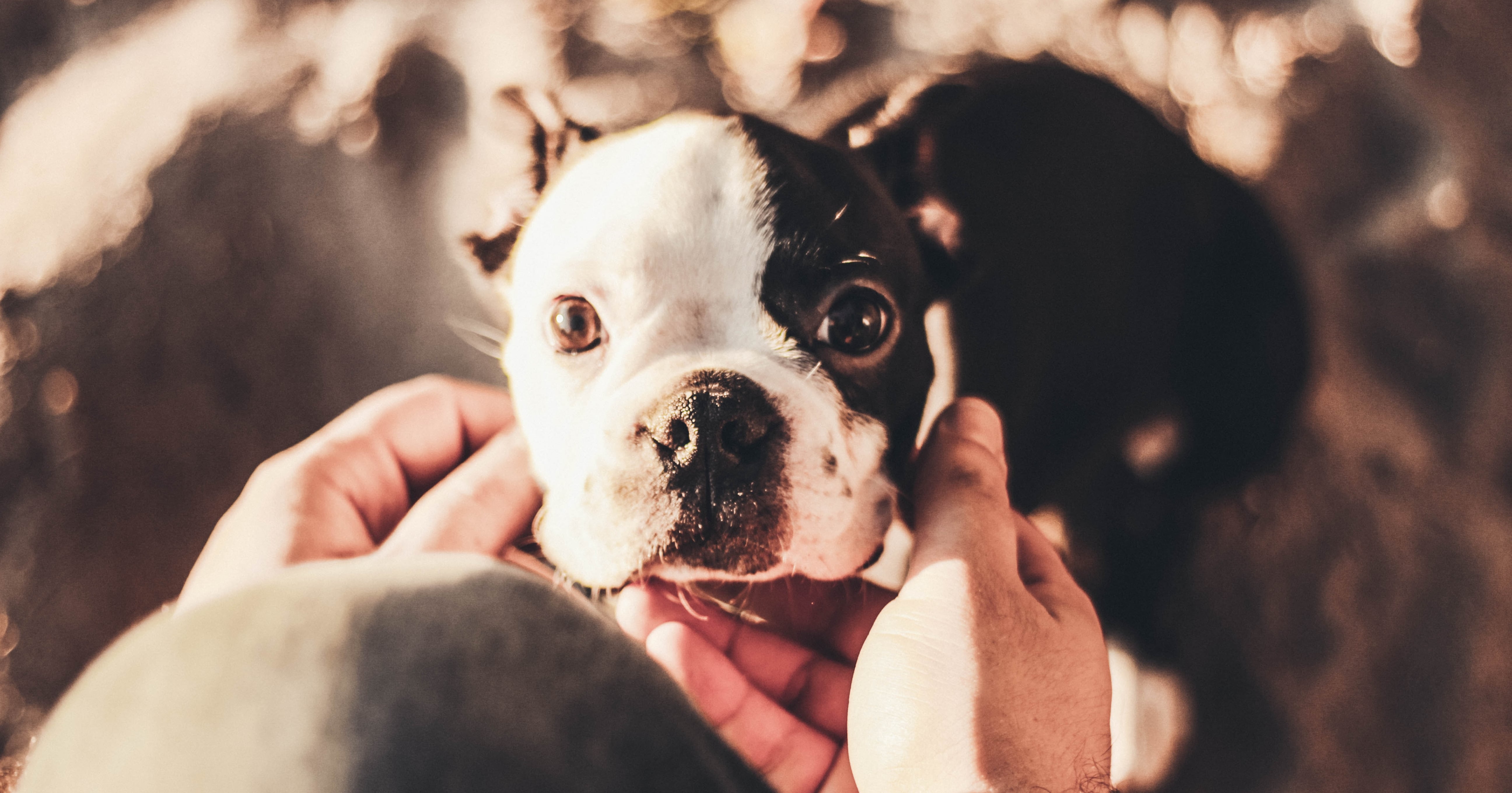 Best girl top dog names 2019