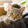 想知道为什么你的猫眼睛放电吗?3兽医解释