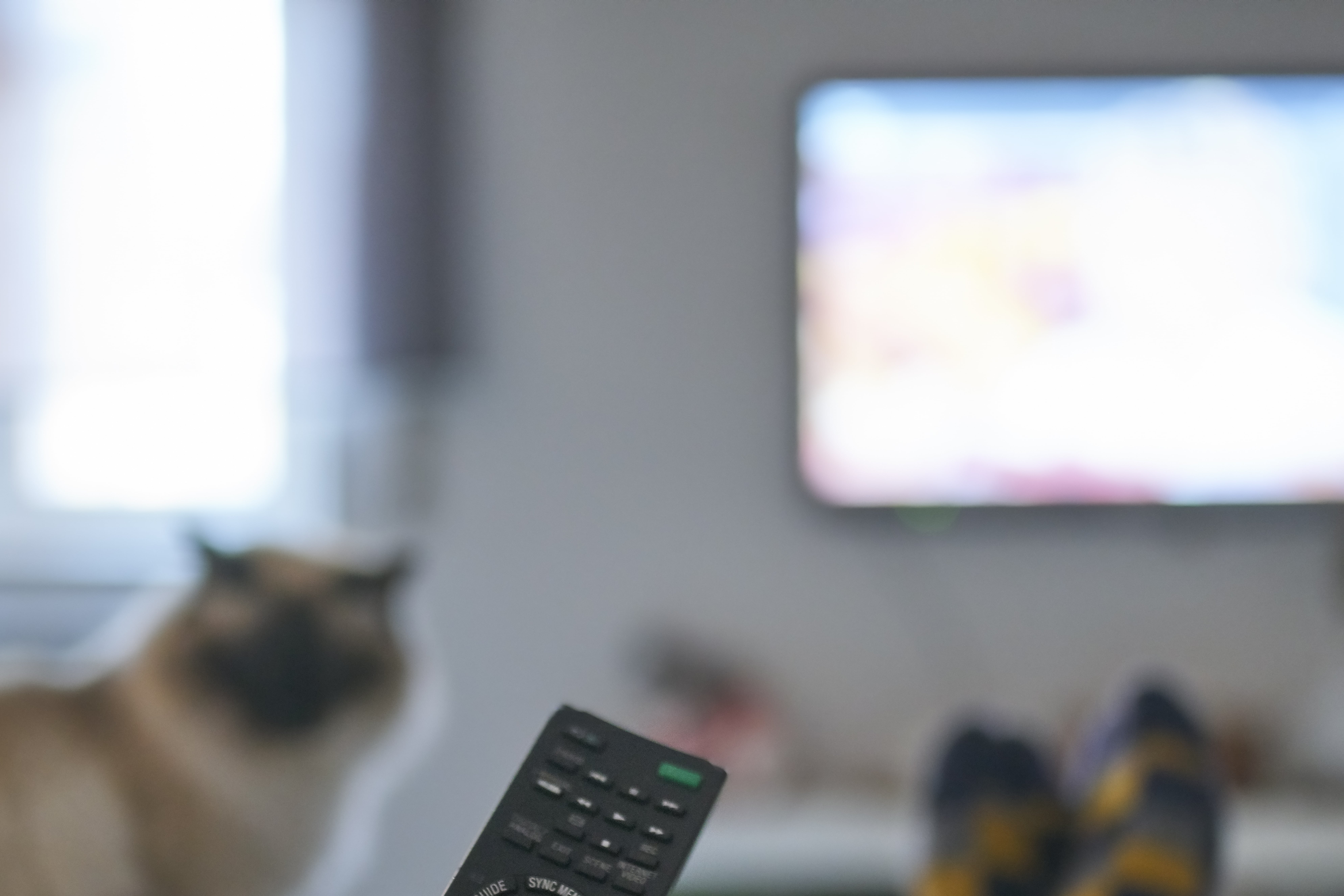 Video for cats to top watch squirrels and birds extravaganza