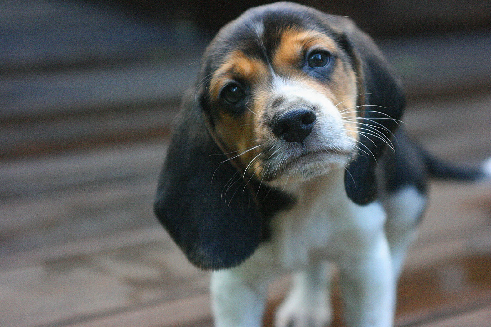 Cutest Pictures of Beagles | PS Pets