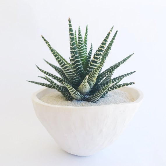 Zebra Plant & White Cactus Cup Planter, Large