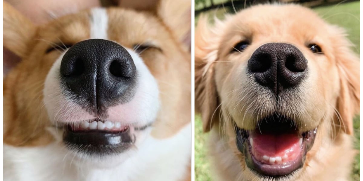 This Instagram Account Shares Photos of Dog Noses POPSUGAR Pets