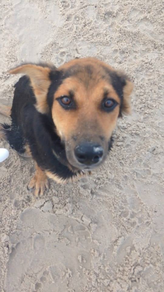 He was malnourished, suffered from a bladder infection, and had wounds on his thighs and legs.