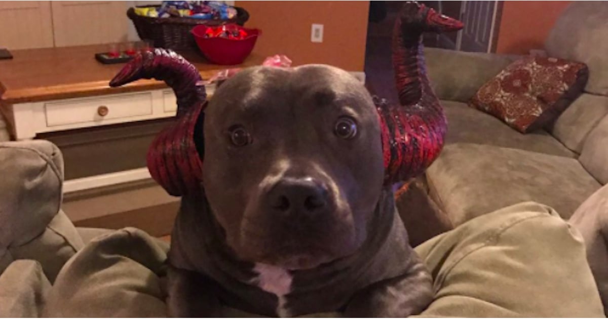 Viral Photo of Sad Dog on Halloween POPSUGAR Pets