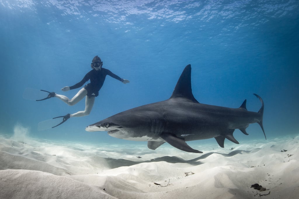 Swim With Sharks in the Bahamas