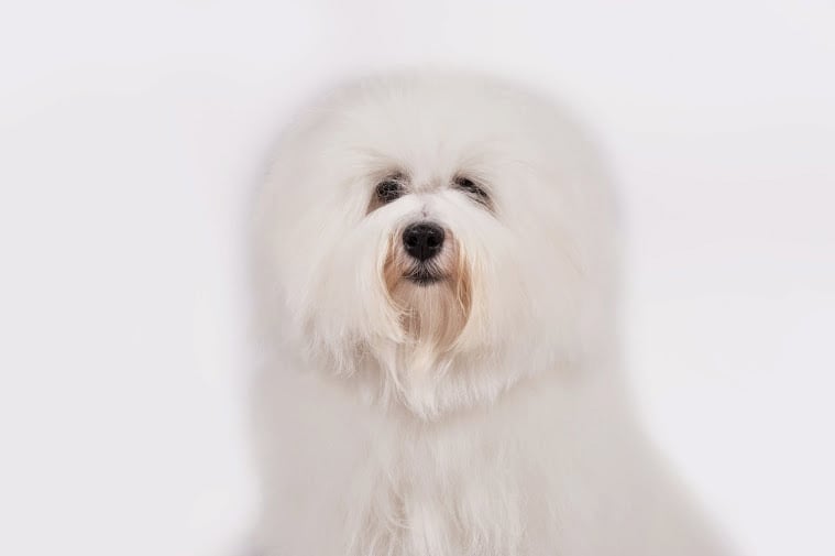Coton de Tulear AKC Recognizes Two New Breeds POPSUGAR Pets Photo 2