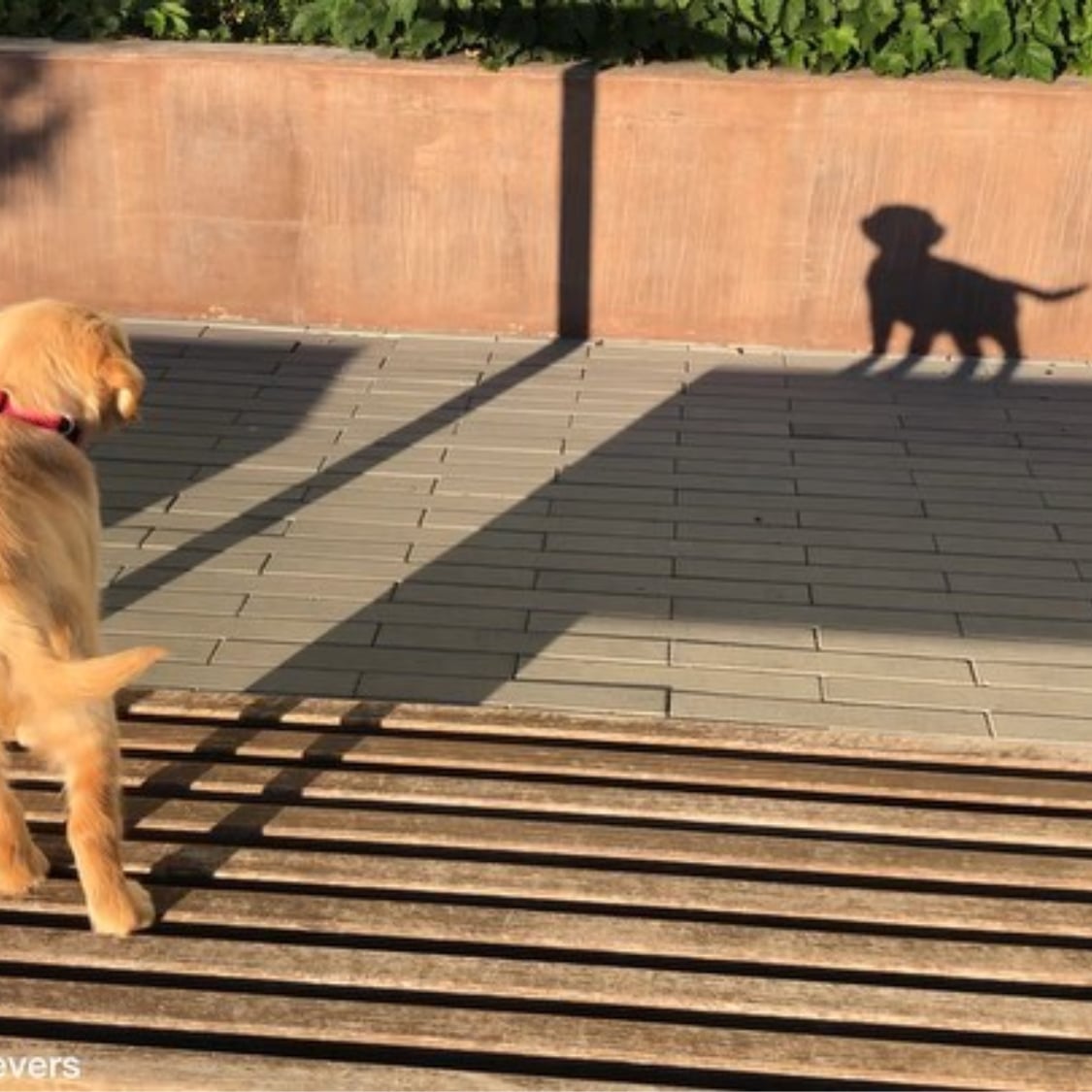 Video Of Golden Retriever Barking At Her Shadow Popsugar Pets