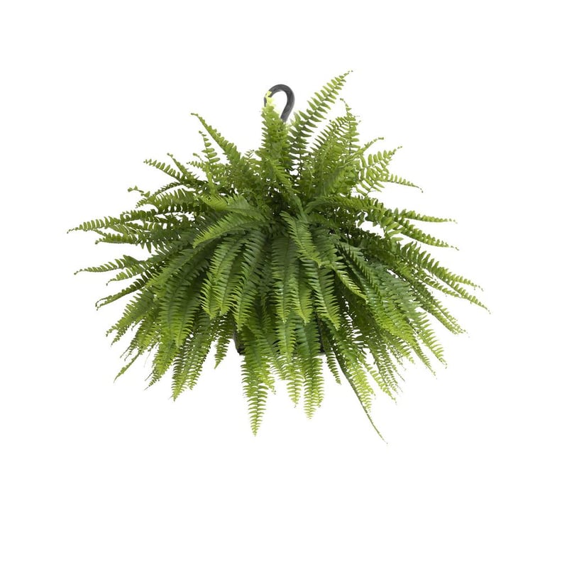 Boston Fern Plant