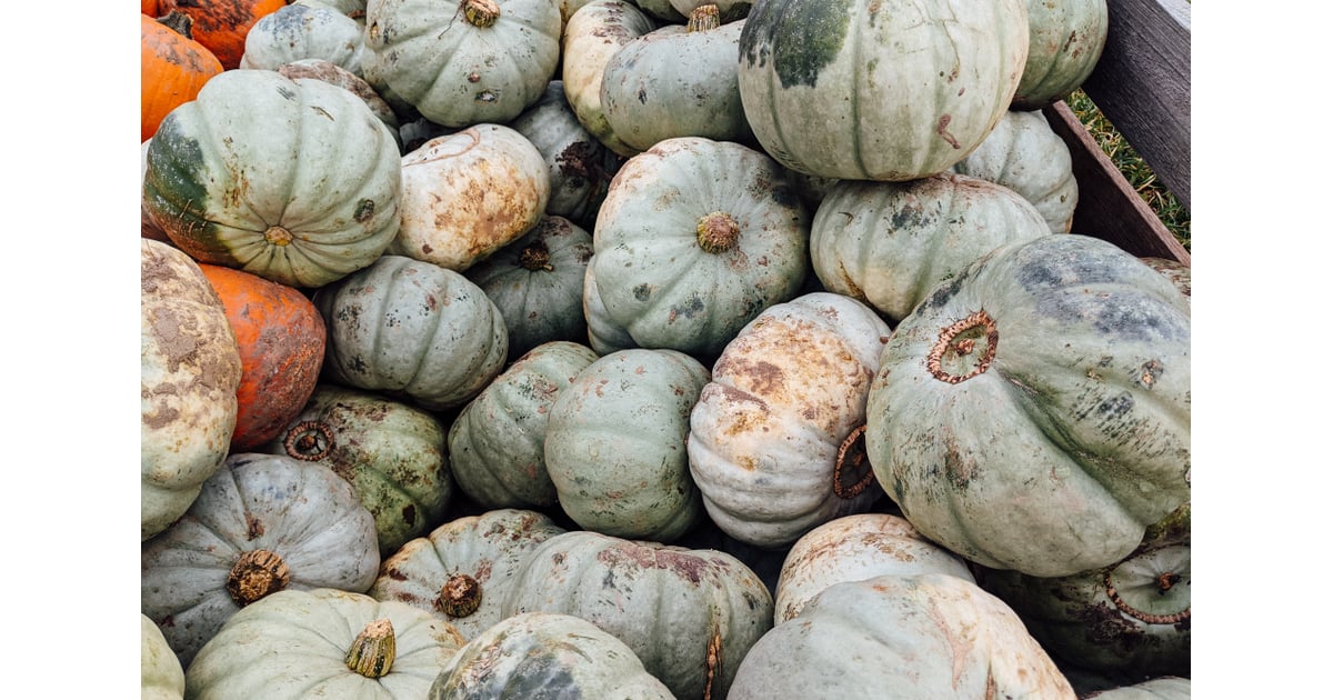 Gourds Zoom Background | Download Free Thanksgiving Zoom ...