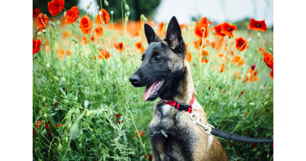 German Shepherds The Worst Dog Breeds For Small Apartments POPSUGAR