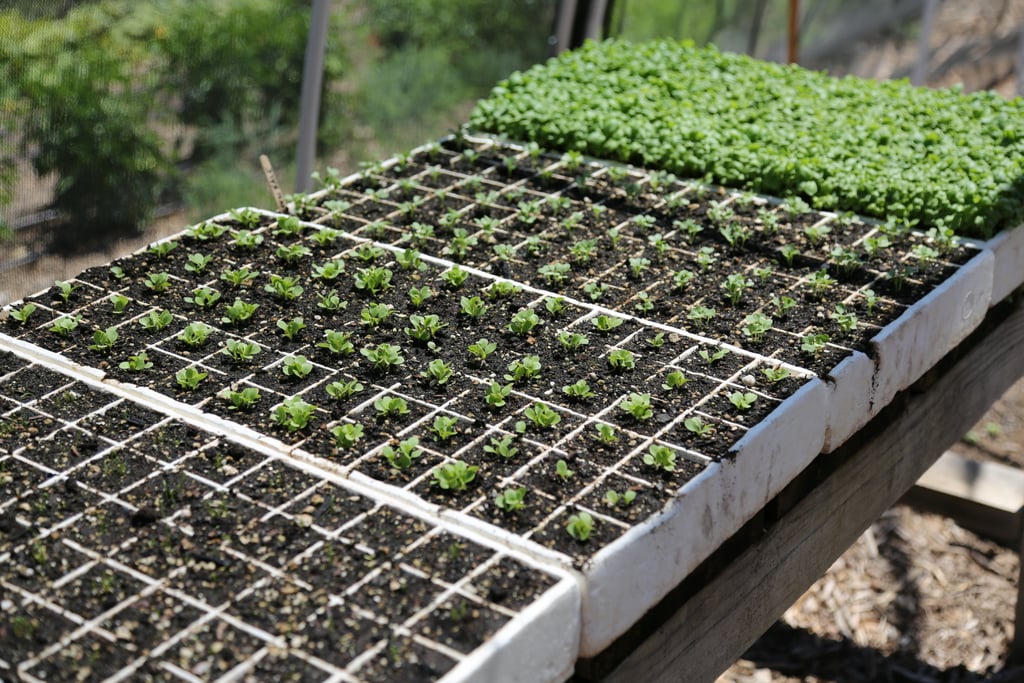 Set Up a Seedlings Station Gardening Tips For Beginners POPSUGAR Food Photo 5