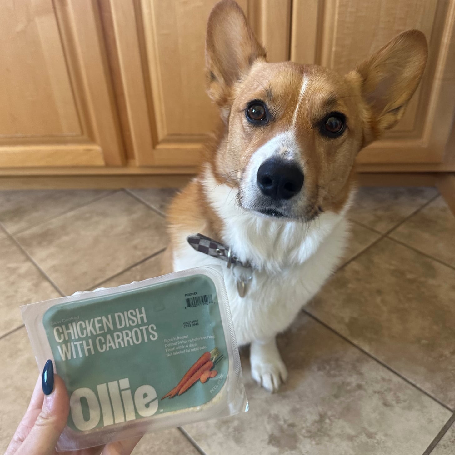Is ollie dog food safe online