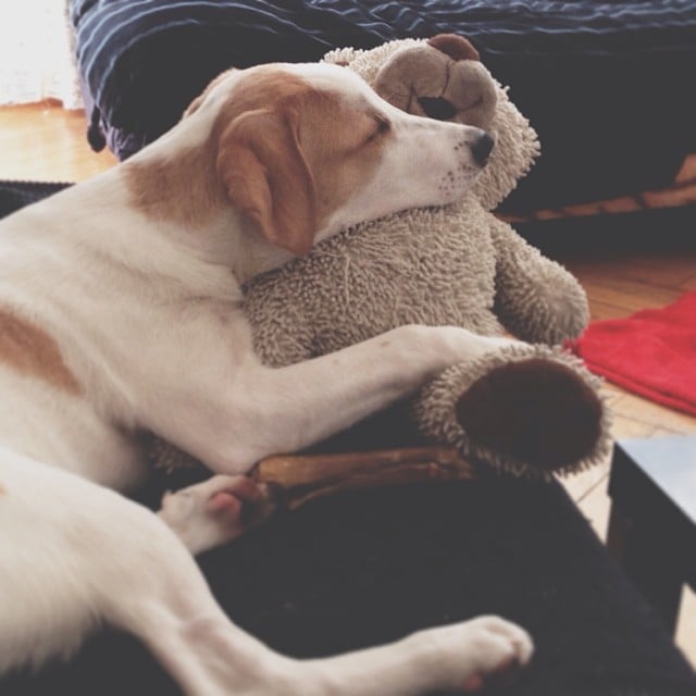 Snuggle Buddies