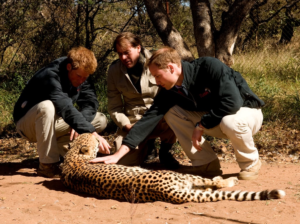 William and Harry pet a cheetah during their tour of Africa in 2010.