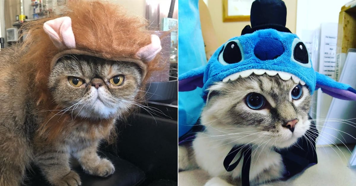 Stitch cat outfit cheap