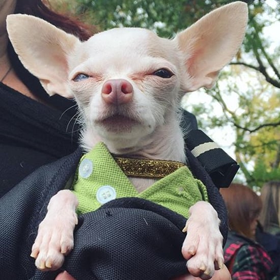 Halloween Events For Dogs