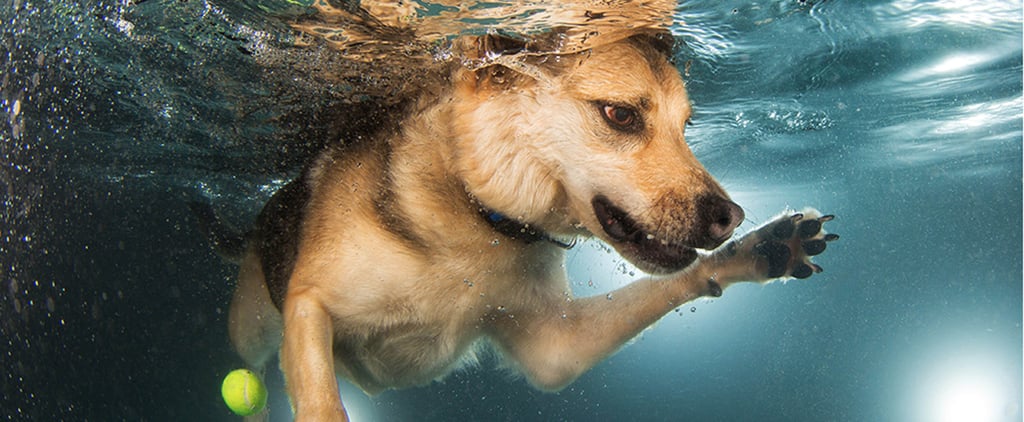 Pictures of Dogs Swimming | Finding Fido