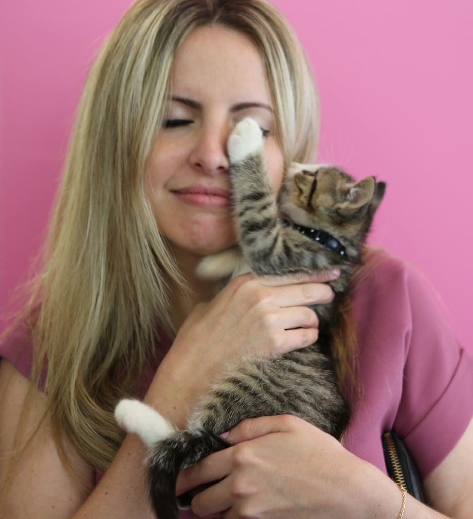 ASPCA's Adoptable Kittens