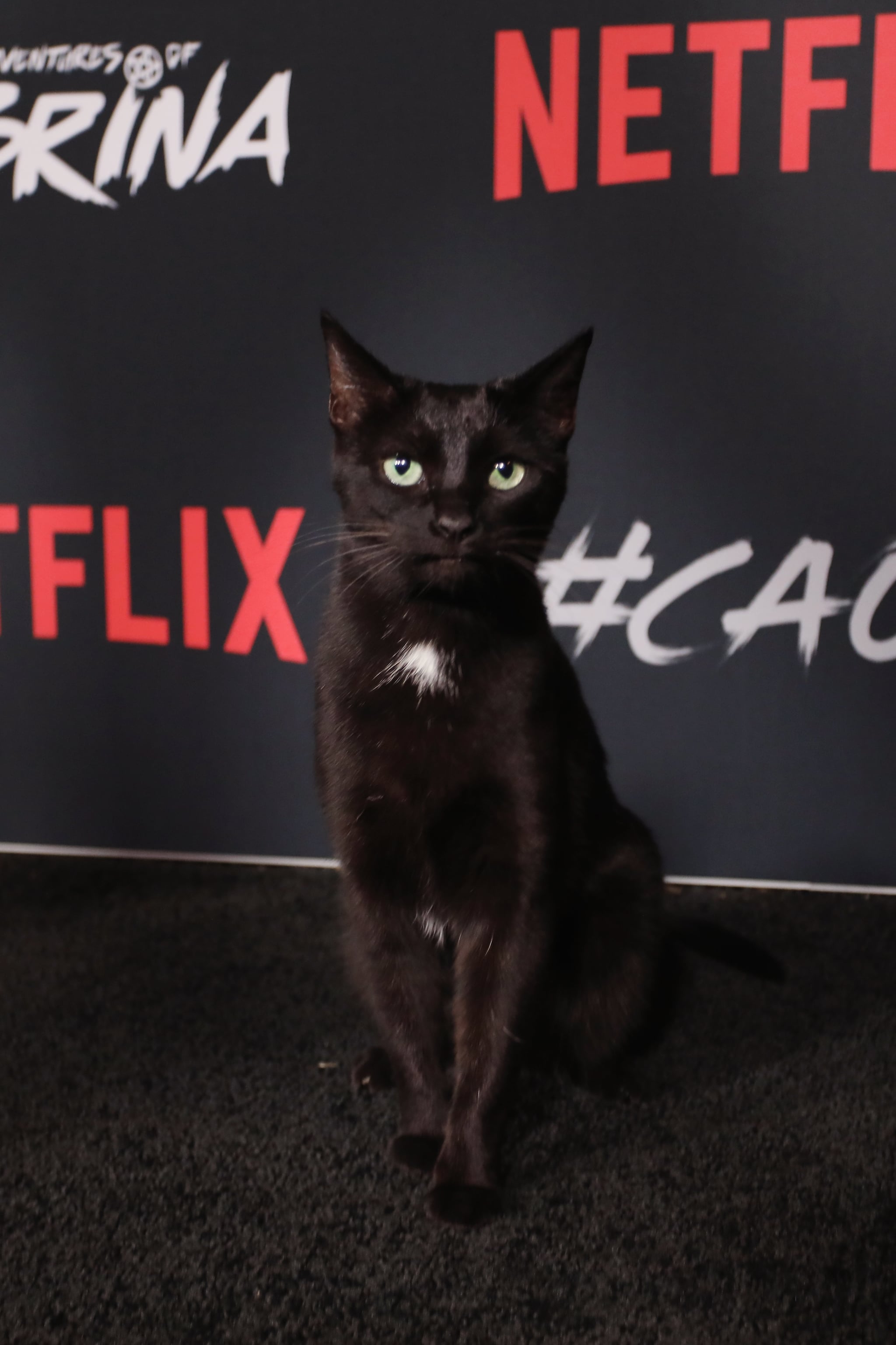 Salem The Cat On Sabrina Netflix Red Carpet Photos 2018 Popsugar