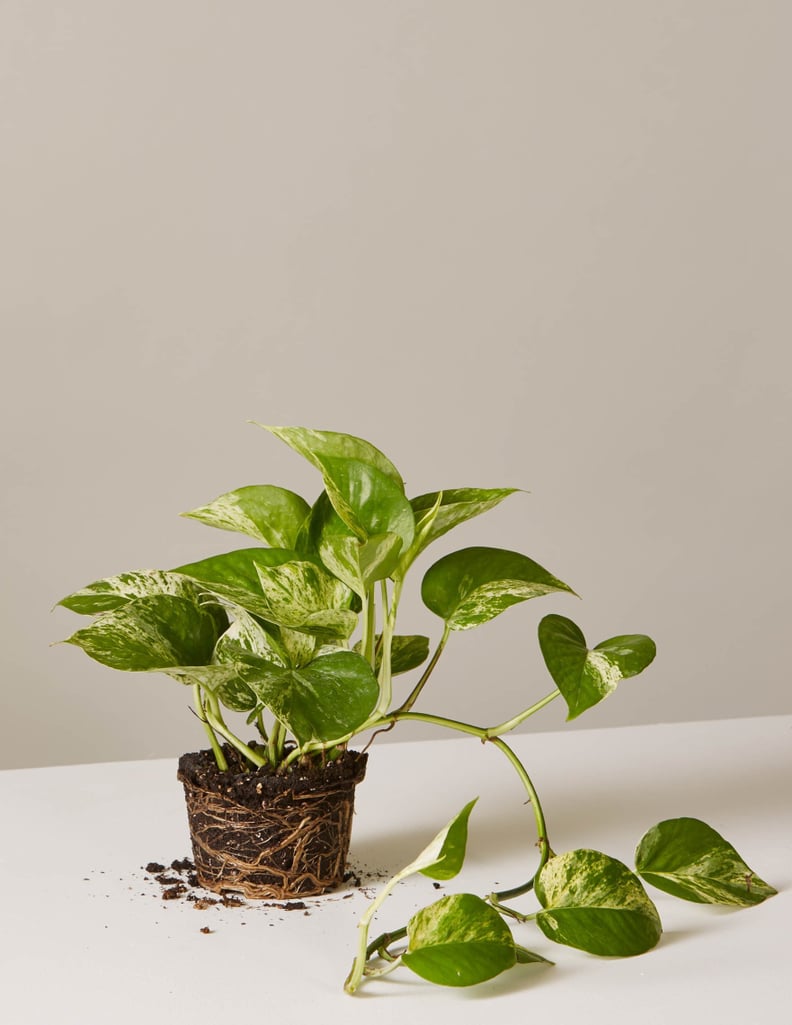 Pothos Marble Ivy