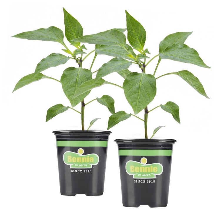 Hot Peppers Where to Buy Edible Garden Plants Online POPSUGAR Home