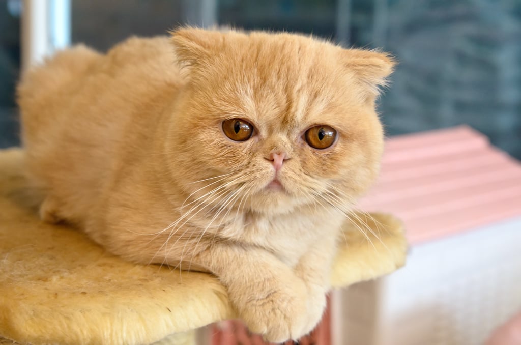 Aquarius (Jan. 20-Feb. 18): Exotic Shorthair Cat