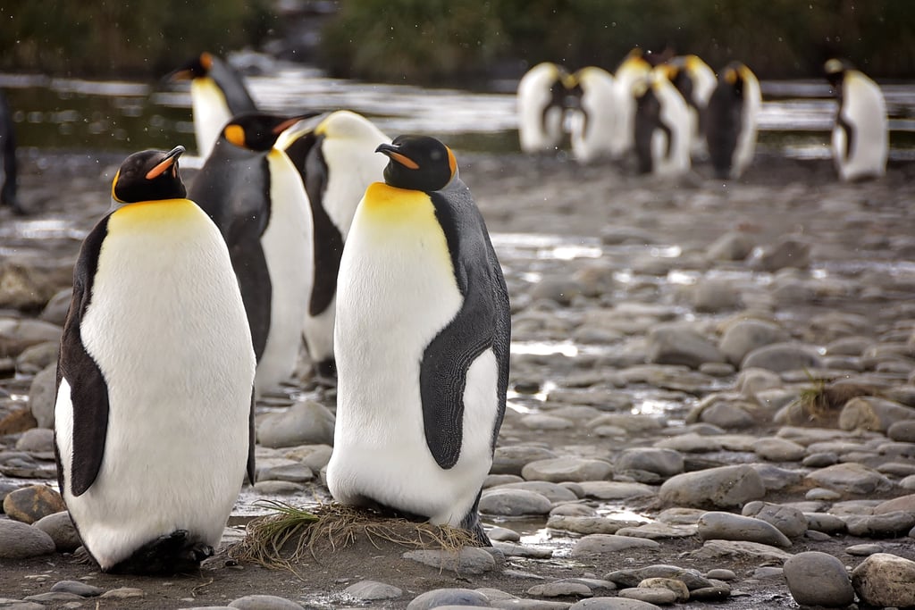 Antarctica King Penguins
