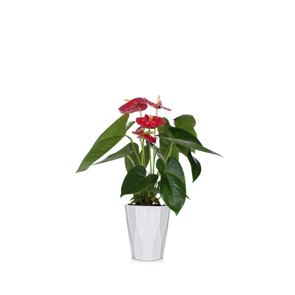 Red  Essential Anthurium Plant