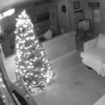 Caught on Camera! Watch This Elf on the Shelf Magically Sneak Around a Family's Living Room