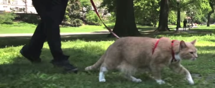 Take Your Cat on an Adventure Day | Video