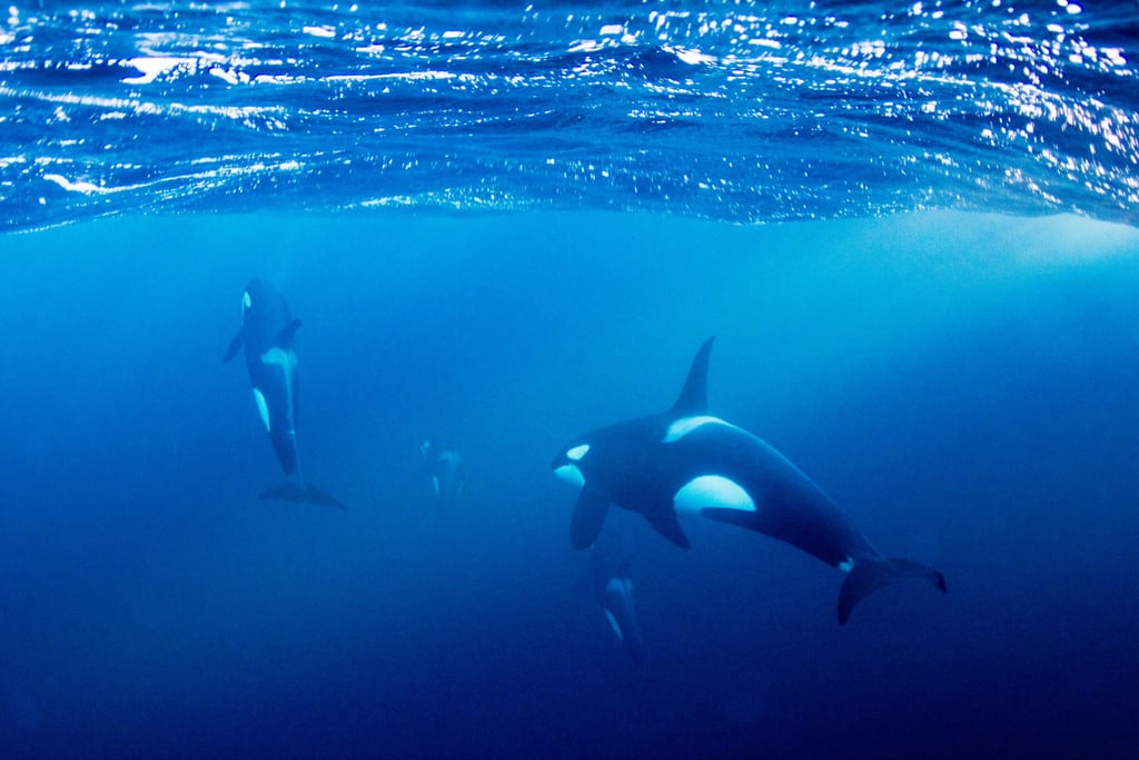 Orcas — Northern Norway