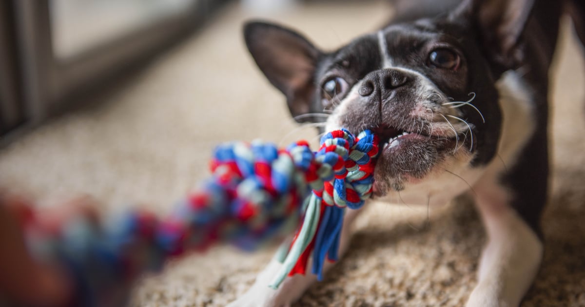 See the Trusted Pet Products That Have a “Paw of Approval” From Real Cats and Dogs