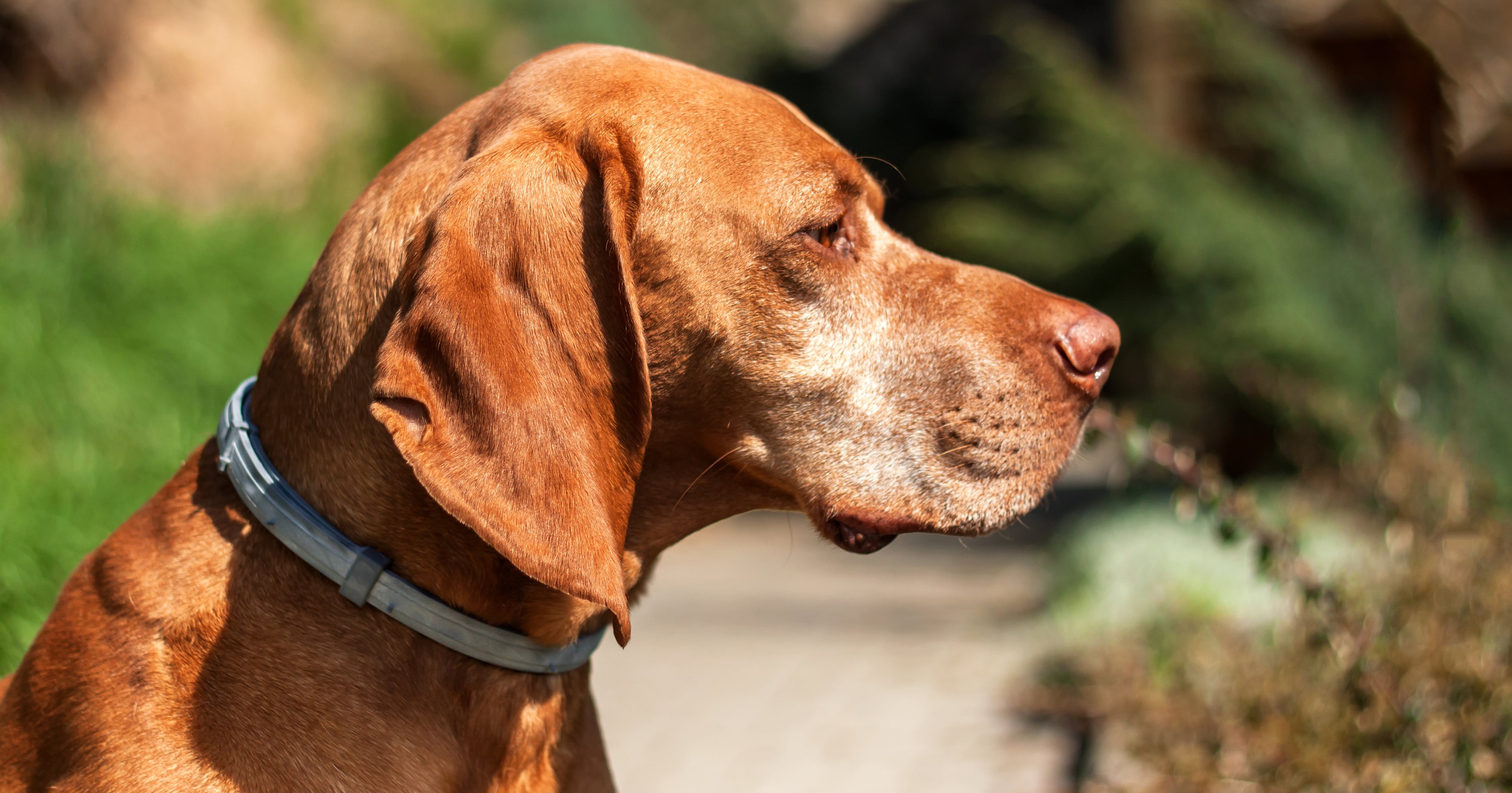 Seresto Flea and Tick Collar Linked to 1,698 Dog Deaths POPSUGAR Pets