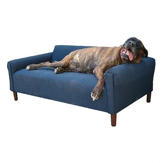 MaxComfort BioMedic Modern Pet Sofa Bed